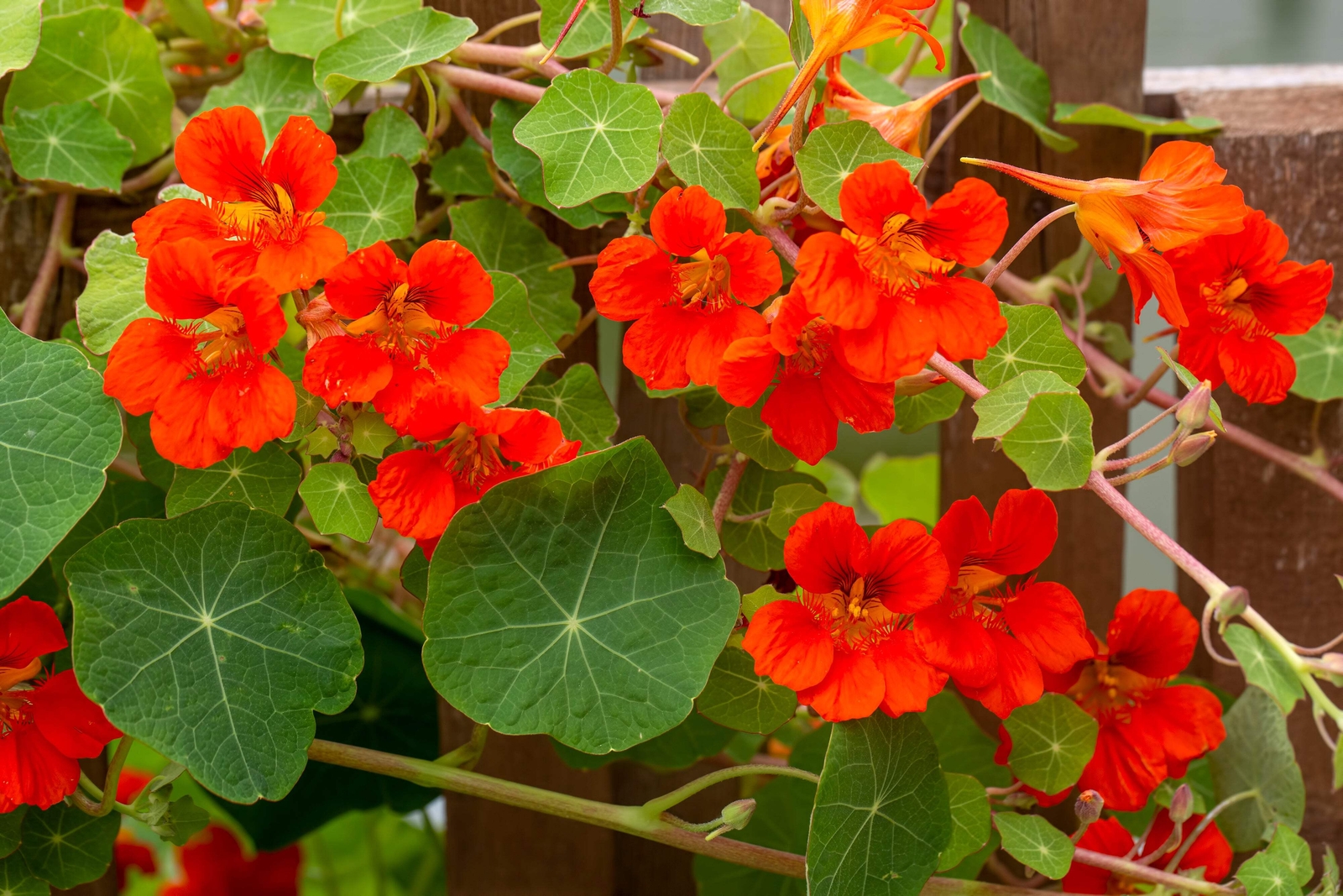 25 Dwarf RED EMPRESS NASTURTIUM Tropaeolum Nanum Hummingbird Flower Seeds