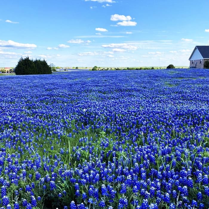 750+ Blue Lupinus Texas Bluebonnet Wildflower Seeds for Planting Home Garden