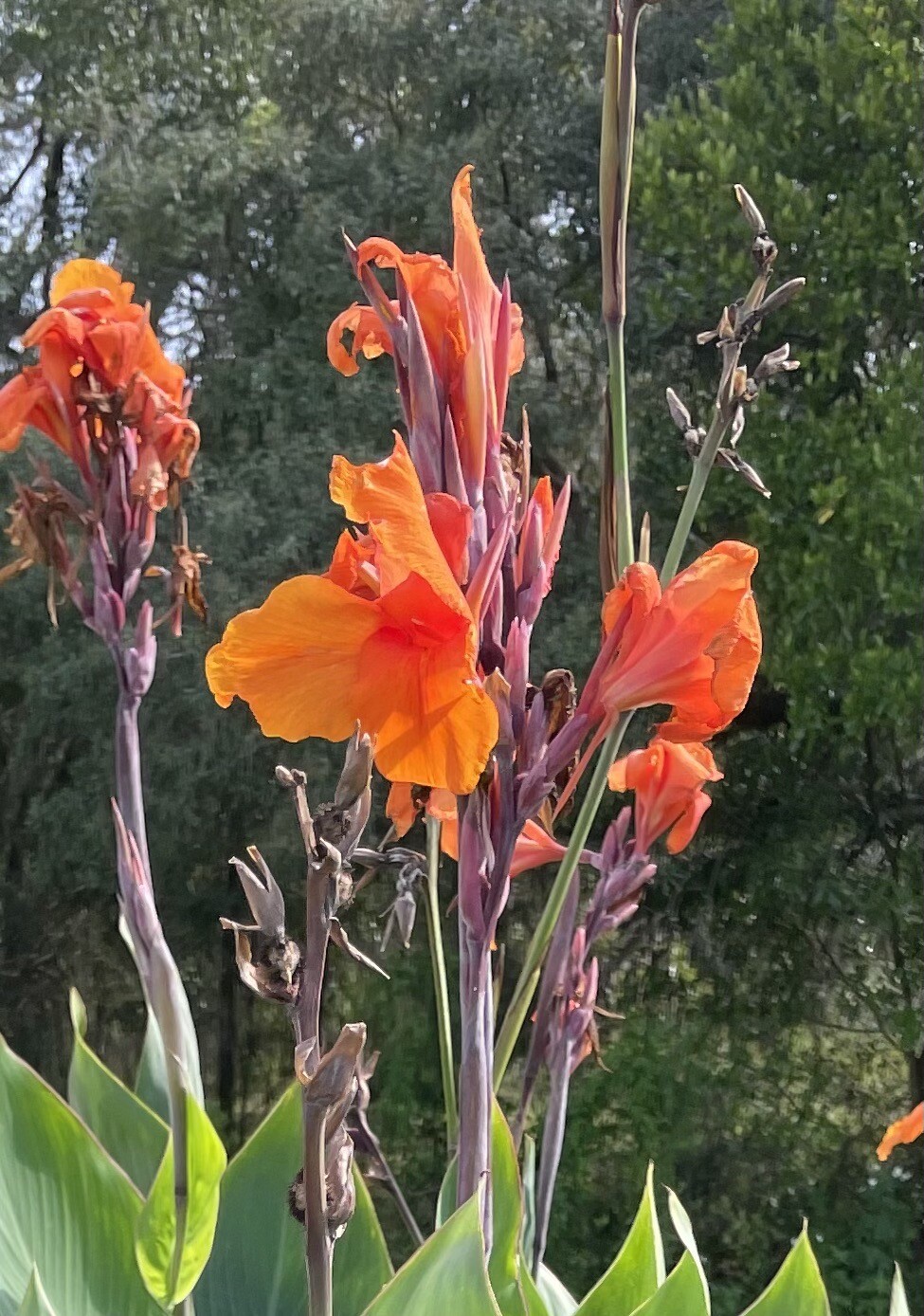 Canna Lilly Bulbs (3 Count) Orange Grows 6 feet tall