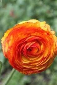 Aviv Picotee Orange Ranunculus Bulbs – Top Size 7/8 cm – You Choose Amount