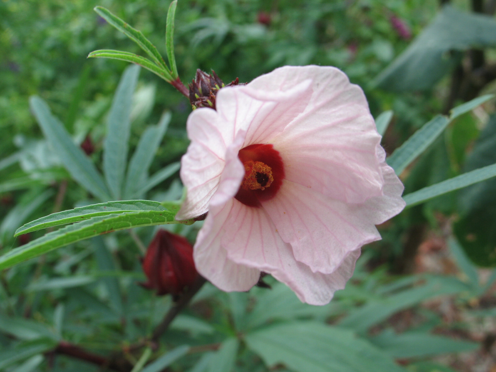 Hibiscus sabdariffa Jamaican Purple Sorrell 10 seeds