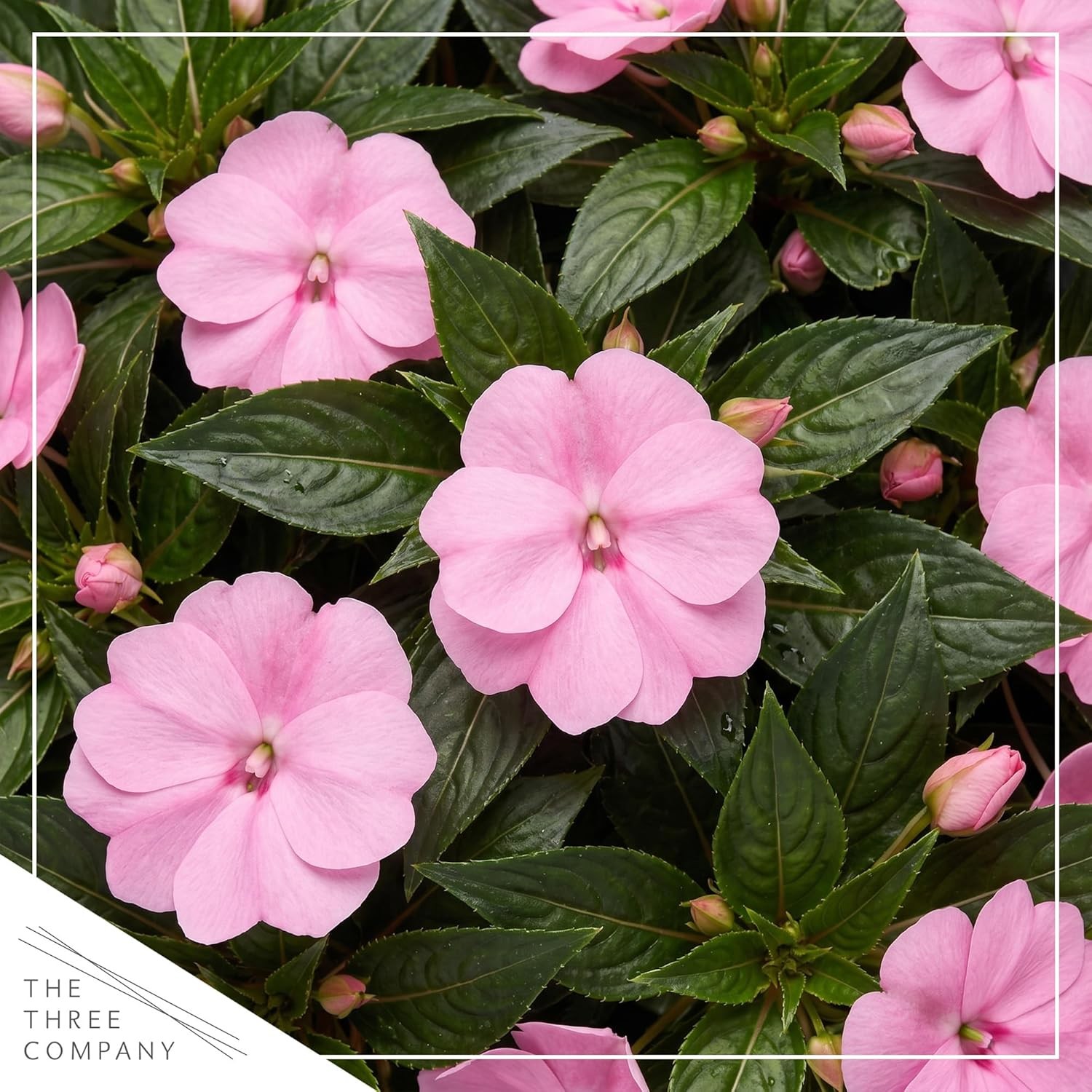 Live Flowering New Guinea Impatiens – Shades of Pink (3 Plants Per Pack) – Beaut