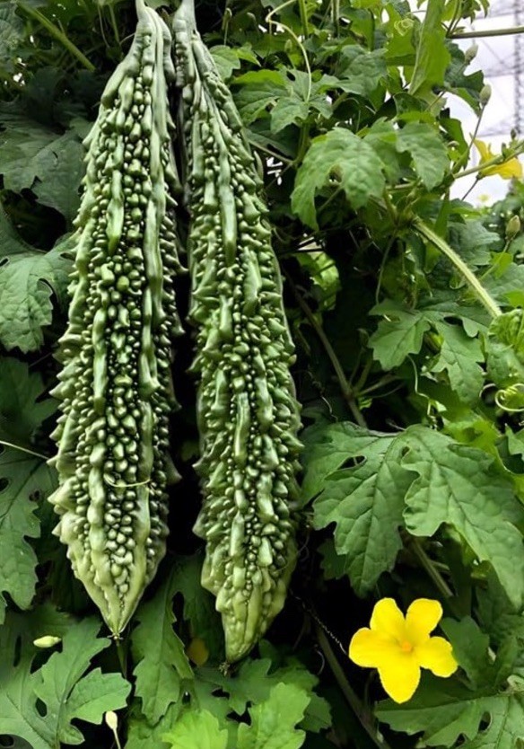 15 Bitter Melon Seeds ( Hybrid )– Traditional Asian Vegetable Vine