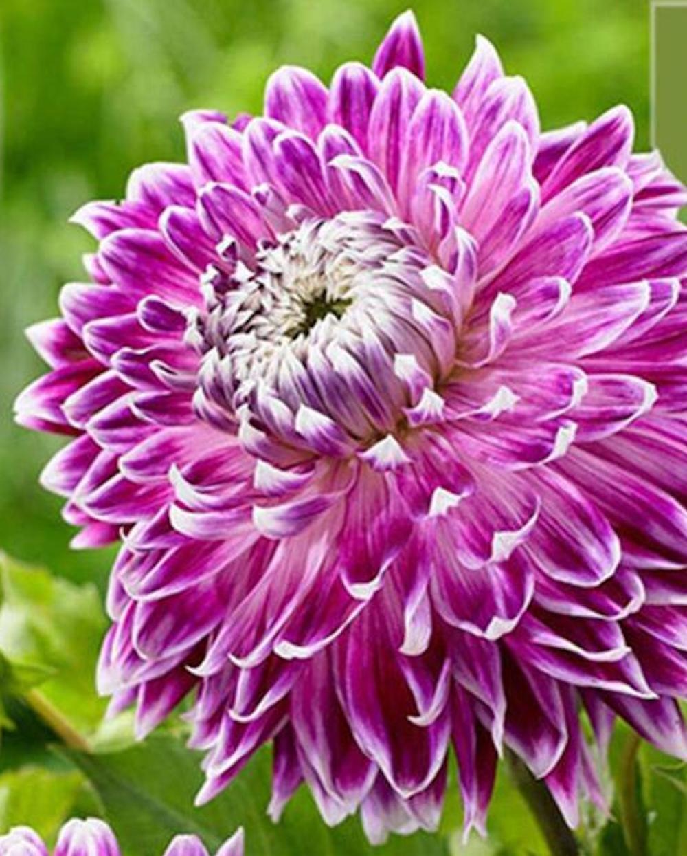 20 SEEDS DAHLIA blossom flowering bud rare bloom exotic garden plant 18 colors