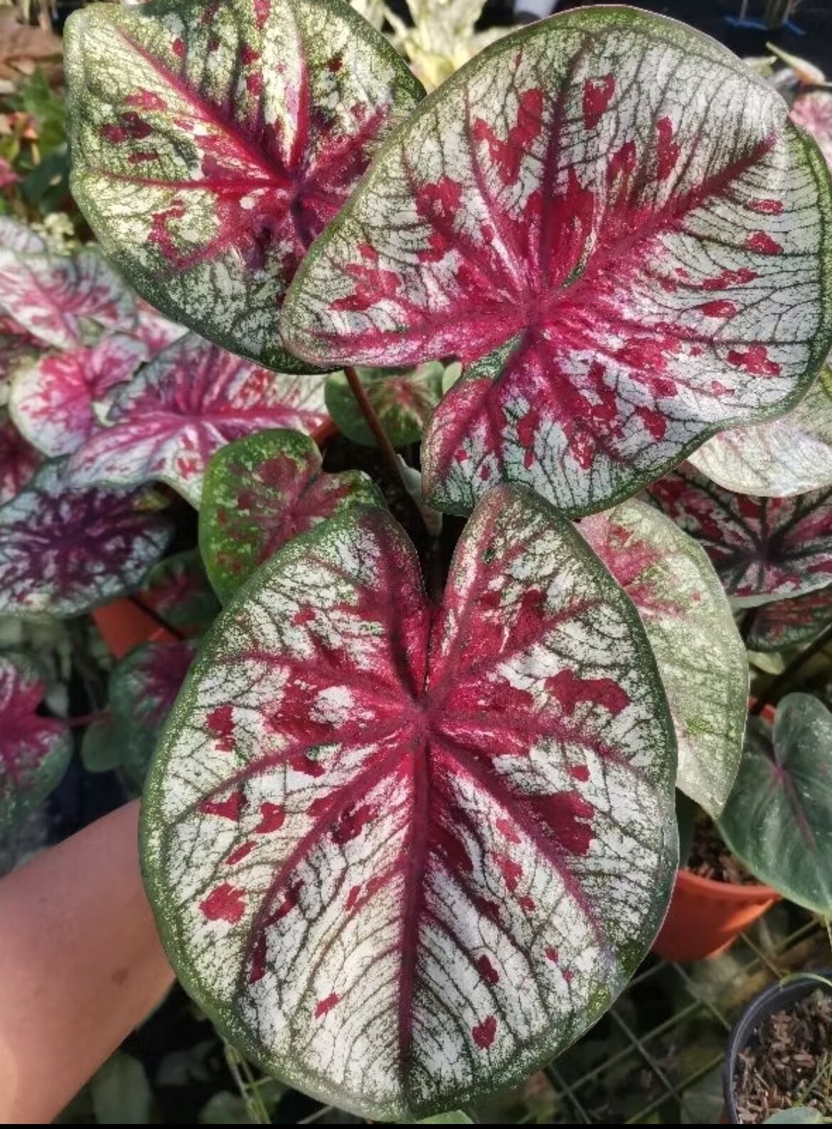 AUTHENTIC Caladium Tootsie 1 bulbs