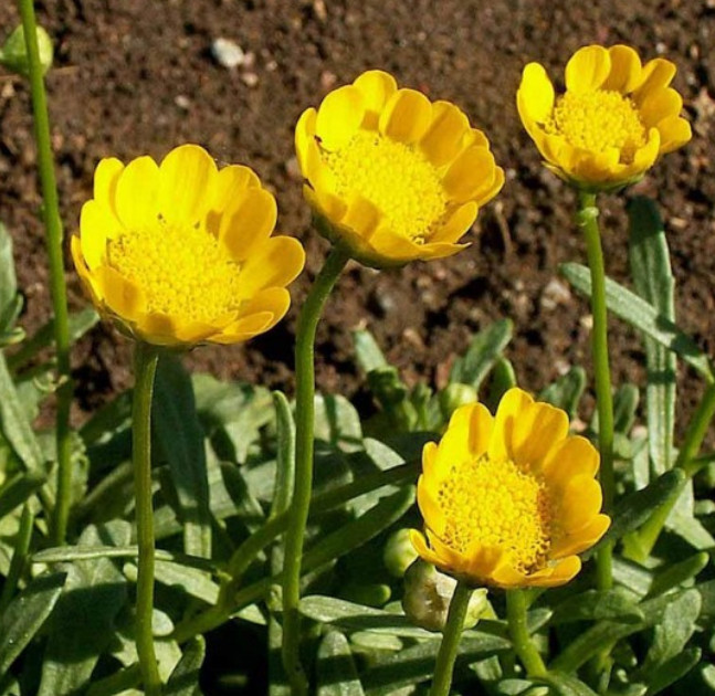 Landscaper’s Pack ALTERNATIVE LAWN MIX 13 Species Non-GMO 6 Grams 5000+ Seeds!