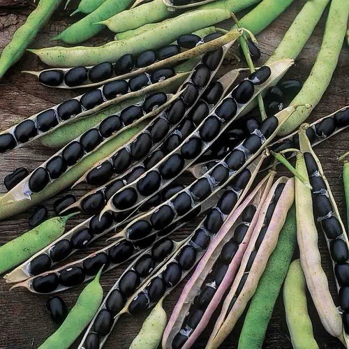 50 Seeds black bean seeds Turtle