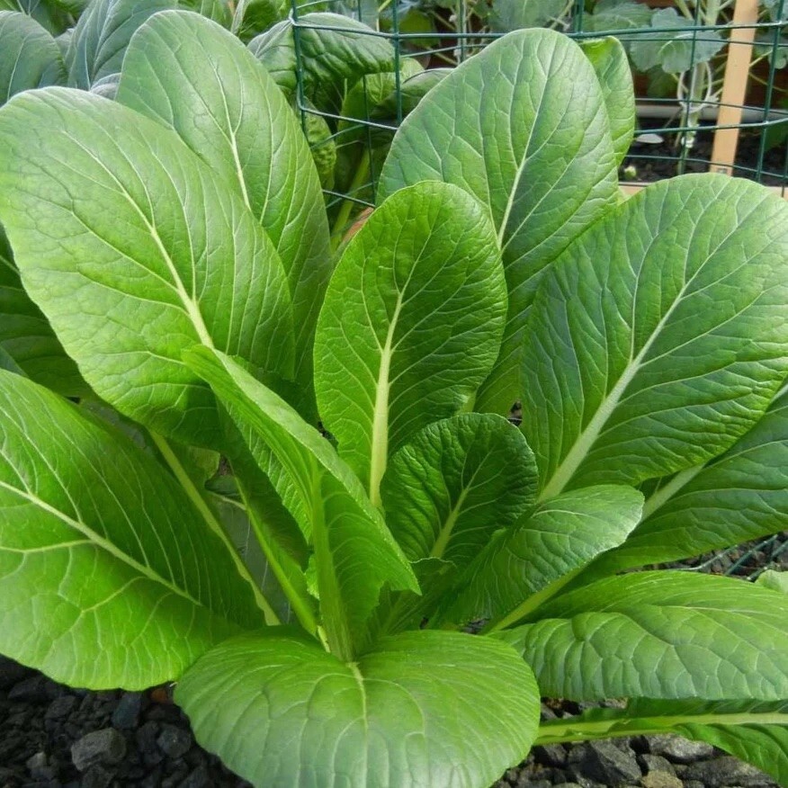 Organic Komatsuna Seeds, Japanese Green, Spinach Mustard, NON-GMO, FREE SHIPPING