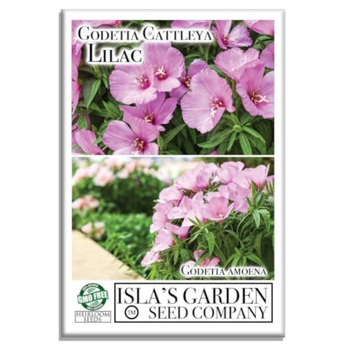 Godetia Cattleya Lilac Flower Seeds (Clarkia Amoena) – 1500+ Non-GMO Heirloom