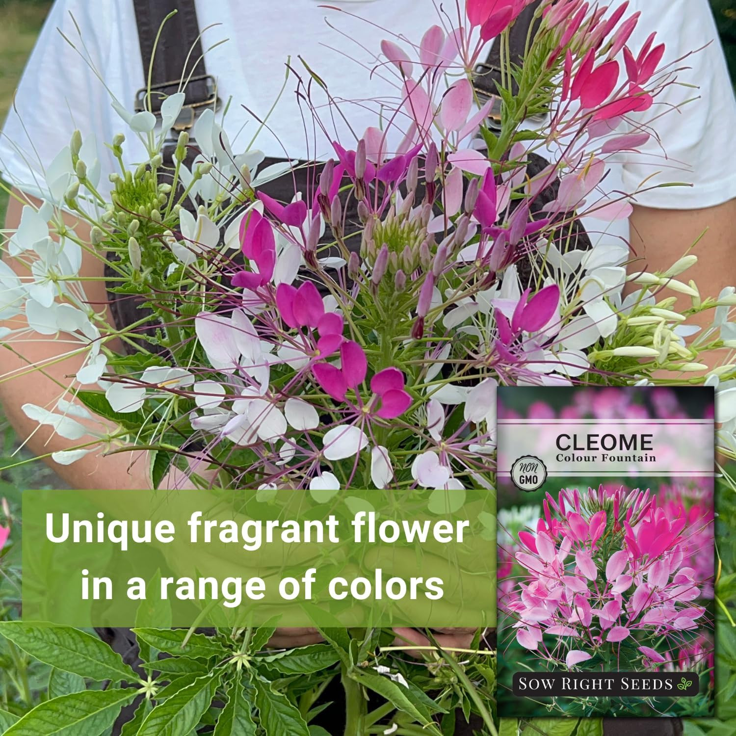 Sow Right Seeds – Colour Fountain Cleome Seeds for Planting Outdoors – Spider Fl