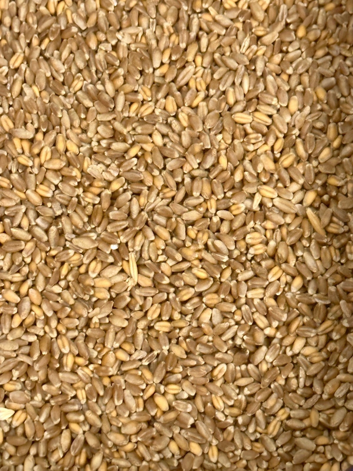 Hard Red Winter Wheat Seeds NON-GMO for planting sprouting fodder storage