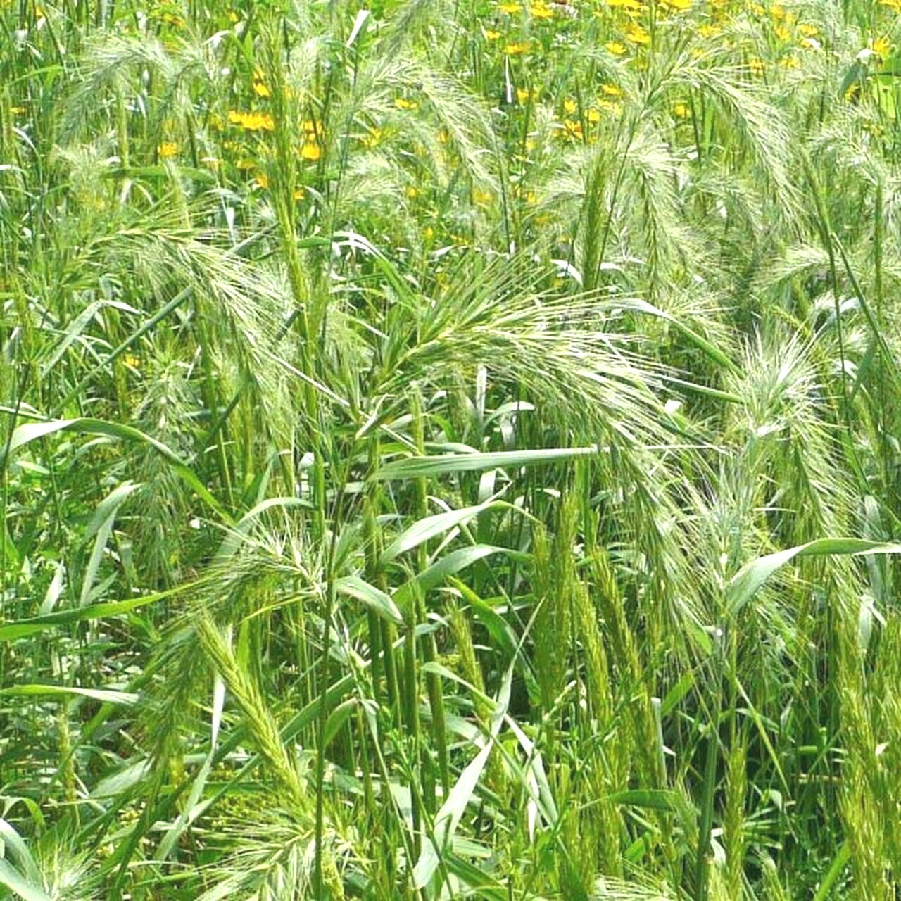 500+VIRGINIA EASTERN WILD RYE Grass Seeds Native Prairie Bunchgrass Spring Fall