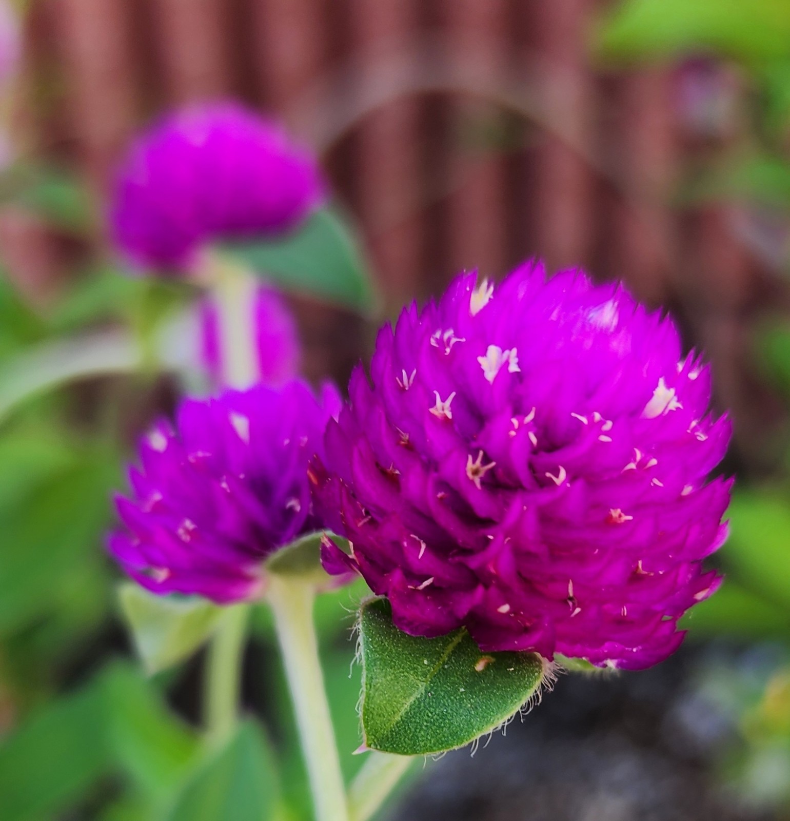 Globe Amaranth | Purple | White | Pink Strawberry Cream | 100 Seeds Easy to Grow