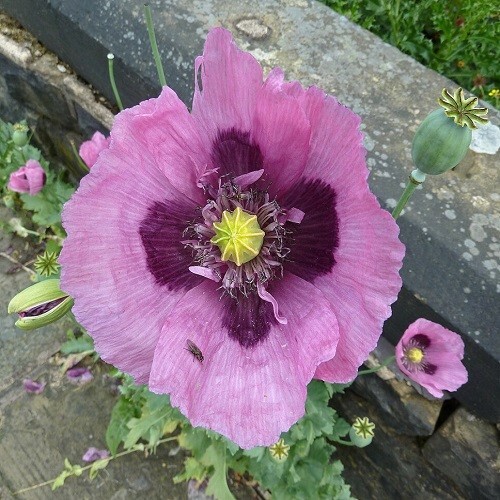20,000 Stratified Hungarian High Germination Pap. Somiferum Poppy Seeds To Plant