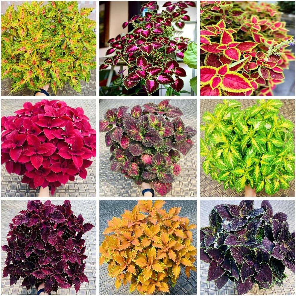 130 PCS Coleus Plant Seeds – Mixed Color Ornamental Foliage, Fast Growing, Gr…