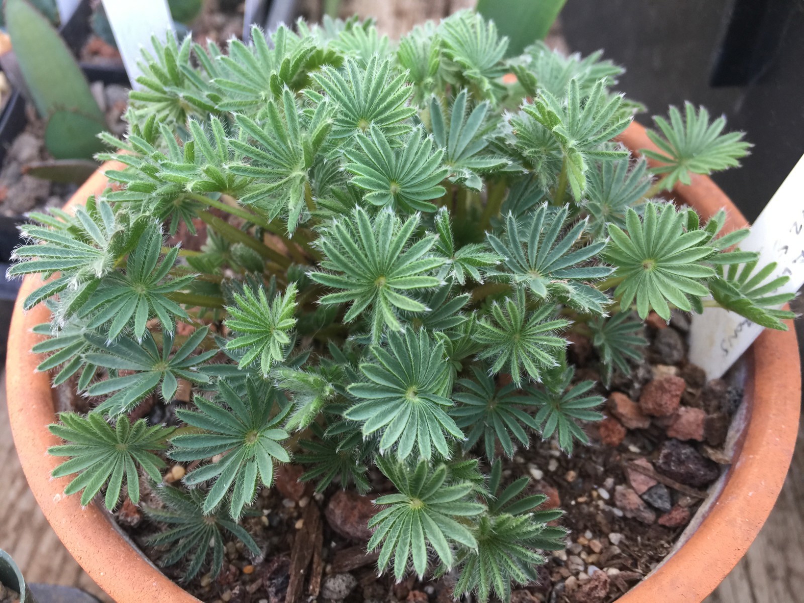 Bulbs E, CHOOSE 2: Oxalis palmifrons, Romulea hantamensis, Strumaria prolifera