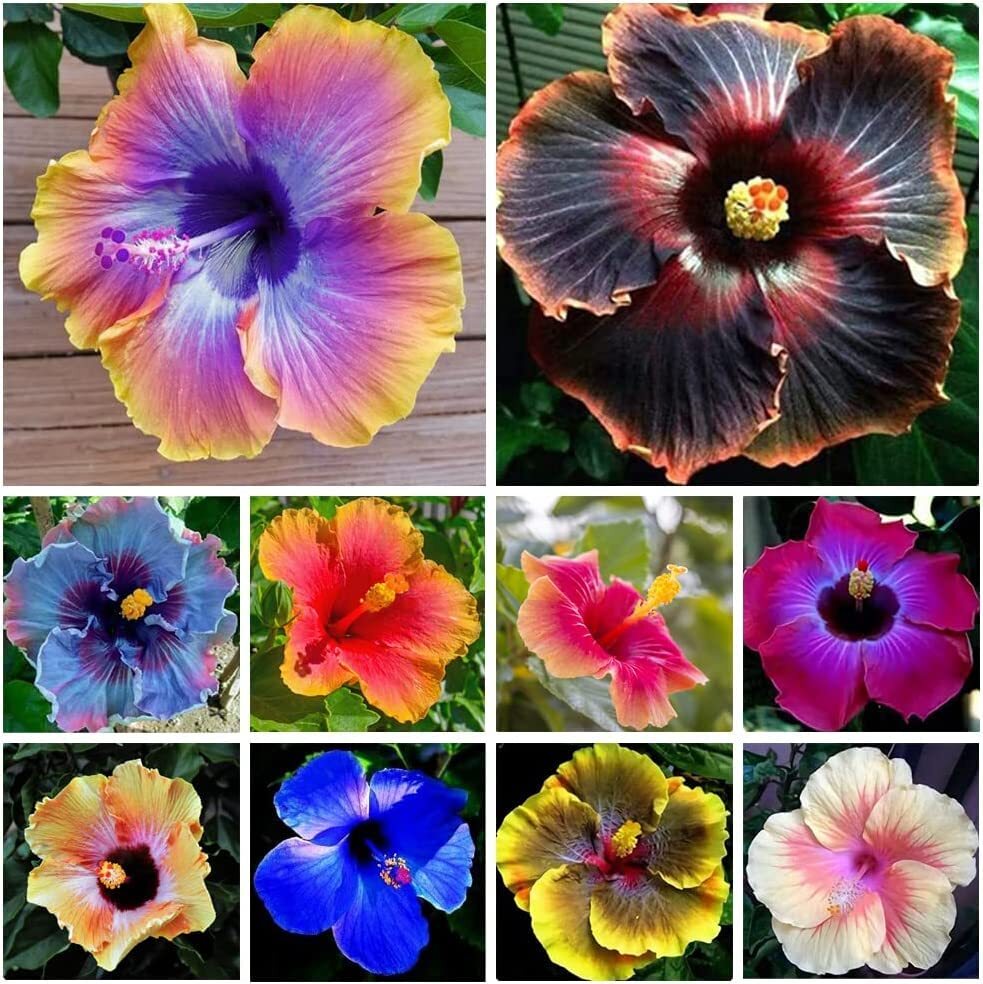 Mixed Hibiscus Flower Seeds for Planting – Perennial Non-GMO Heirloom