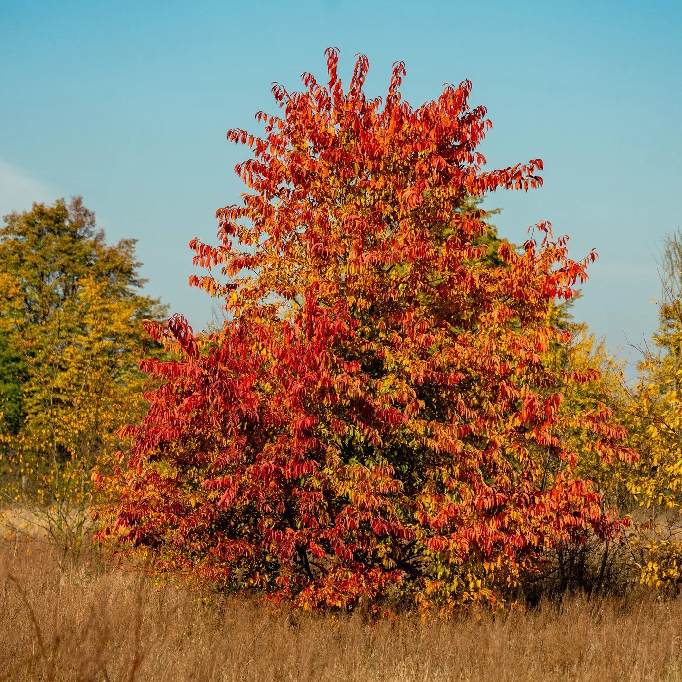 Black Cherry Tree Seeds (Prunus serotina) Hardy-3 Fast, Fall Color Flower Plant