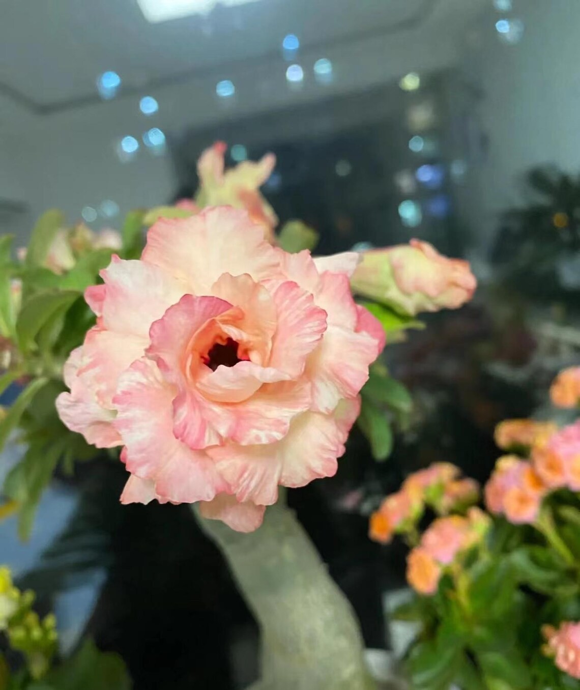 5Pcs Rare Yellow & Pink Desert Rose Seeds Garden Flower Decor-seed (5170)