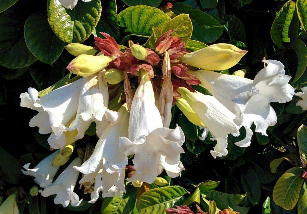 Beaumontia grandiflora | Heralds Trumpet | Easter Lily Vine | 20_Seeds