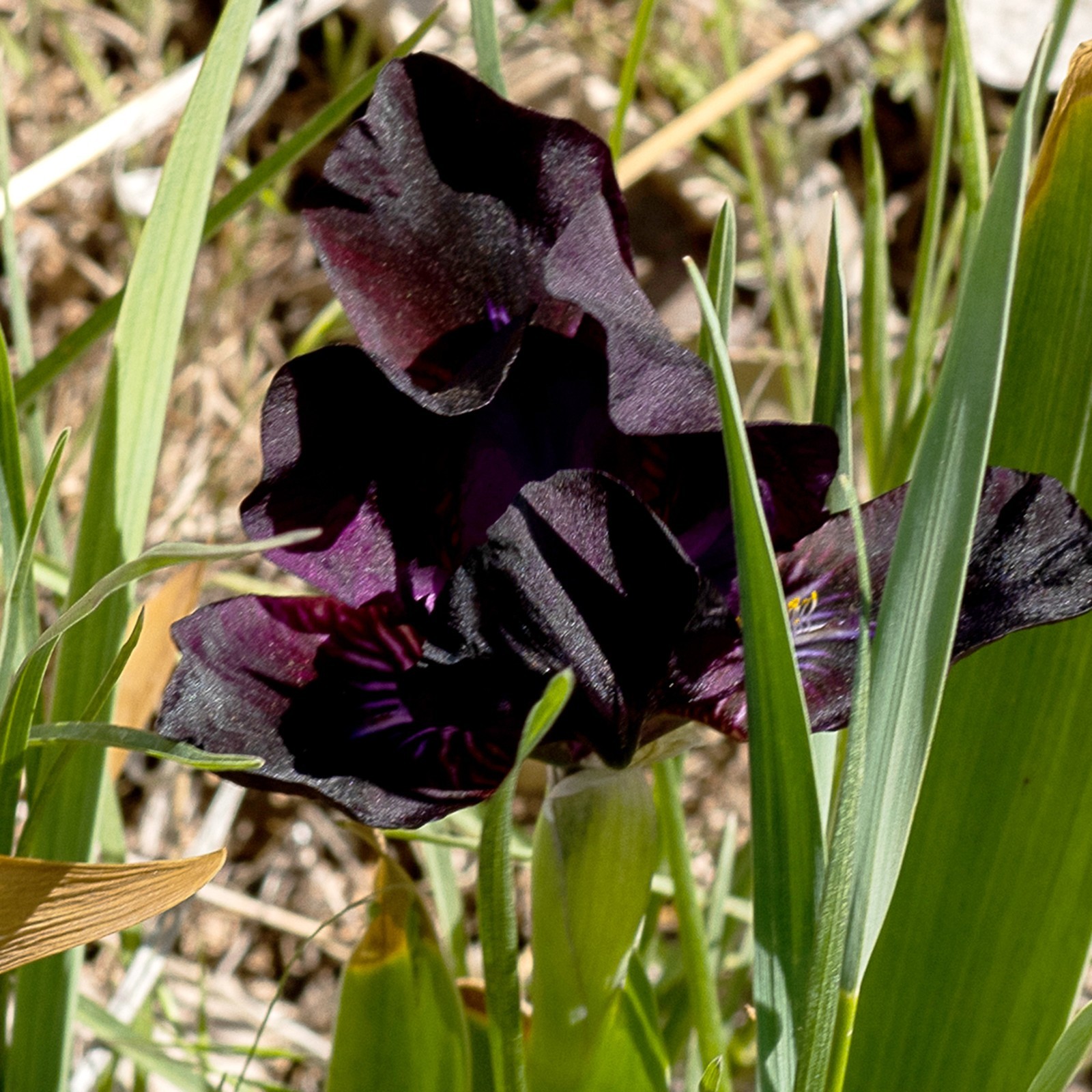 **BLACK STALLION** Dwarf Bearded Iris. Freshly Dug, Combined Ship: Jul/Sep