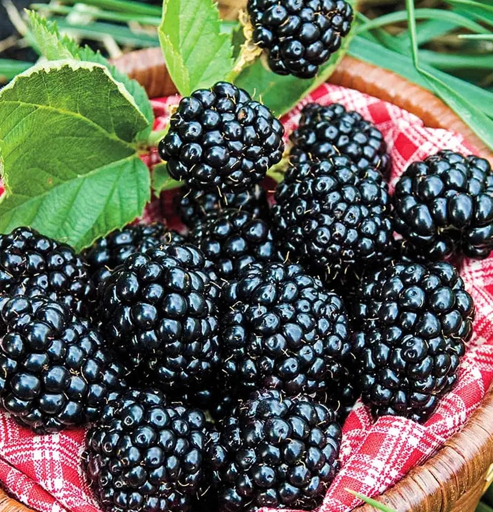 200 NonGMO Blackberry Seeds for Garden Planting Sweet, Healthy Fruit