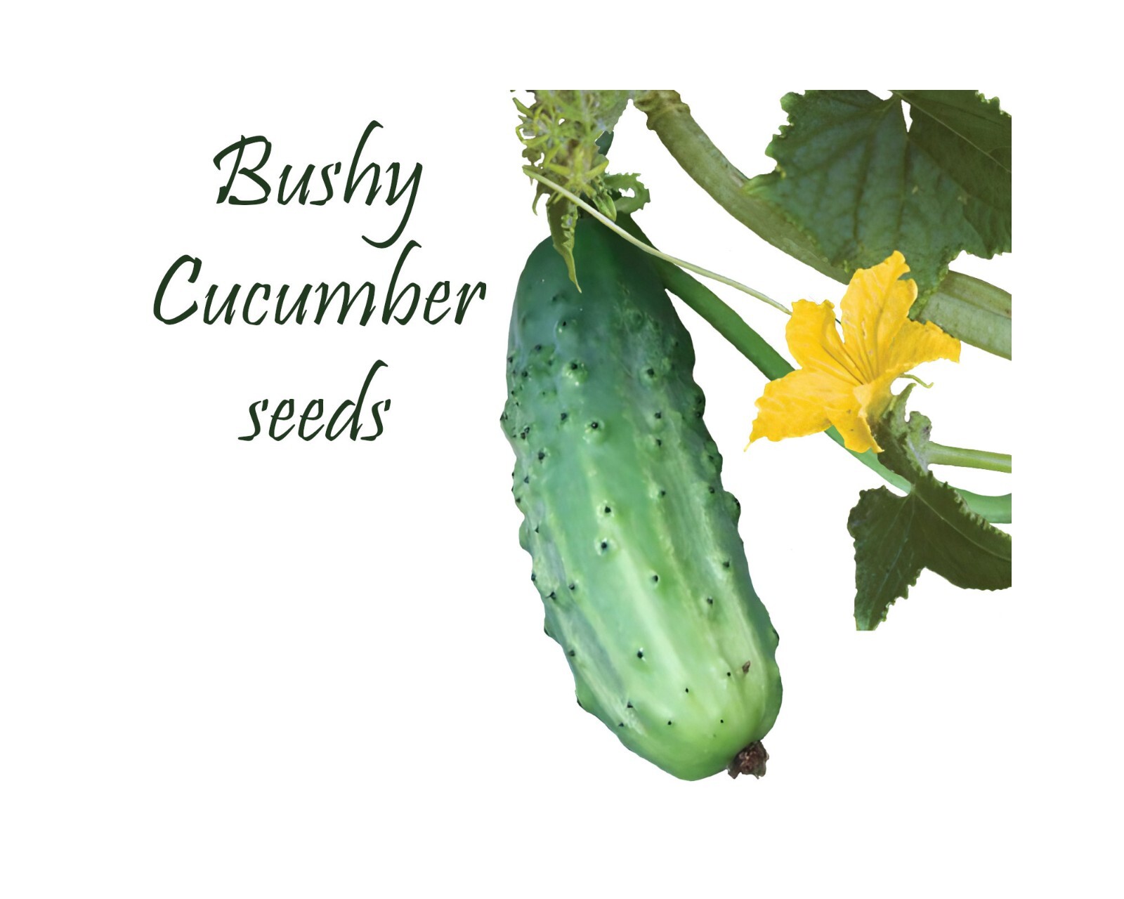 Bushy Cucumbers. 30 Seeds. Short Vine. High yielding 45 days! Cool Weather.