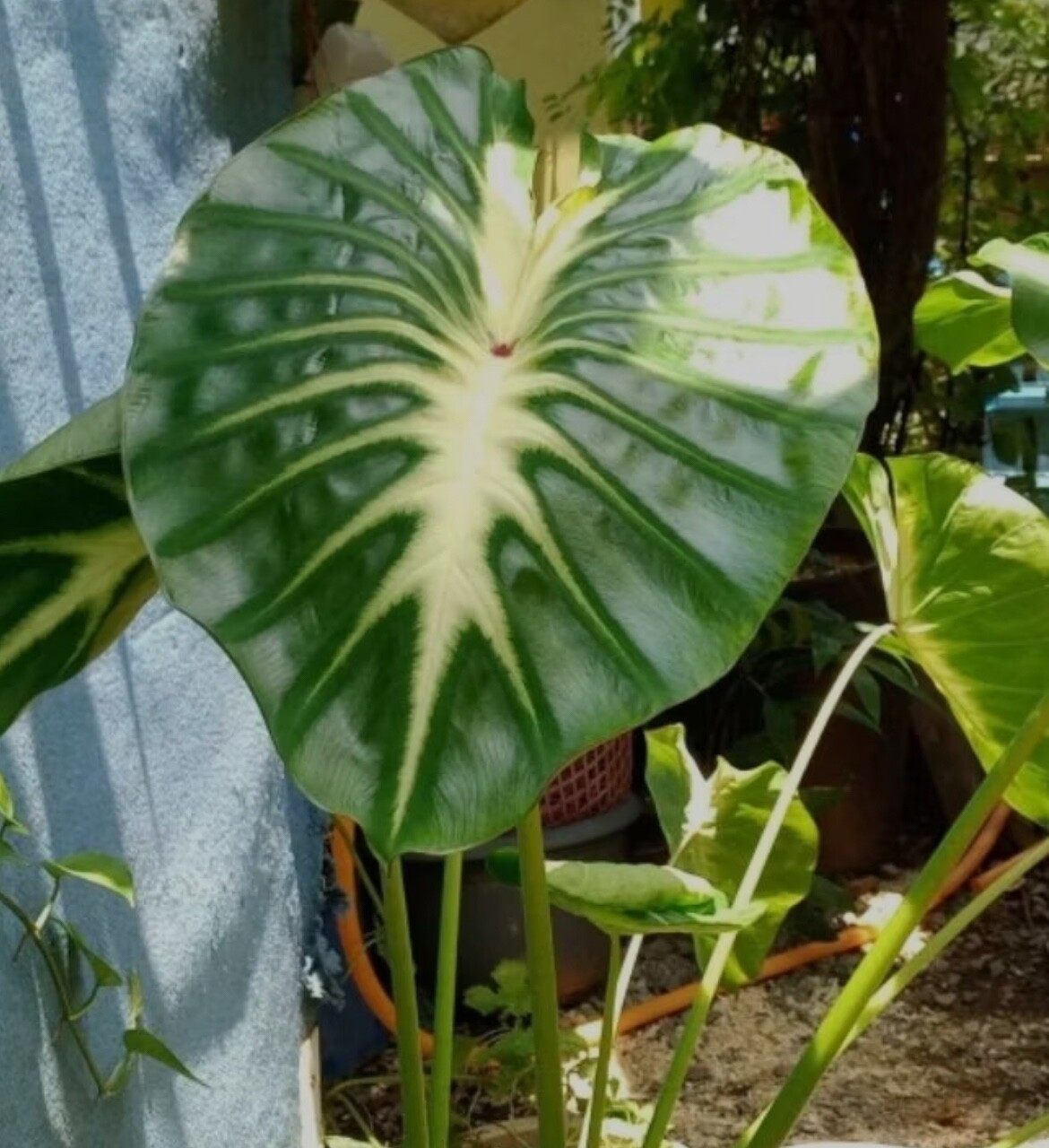 AUTHENTIC Colocasia Maui Sunrise 1 bulbs