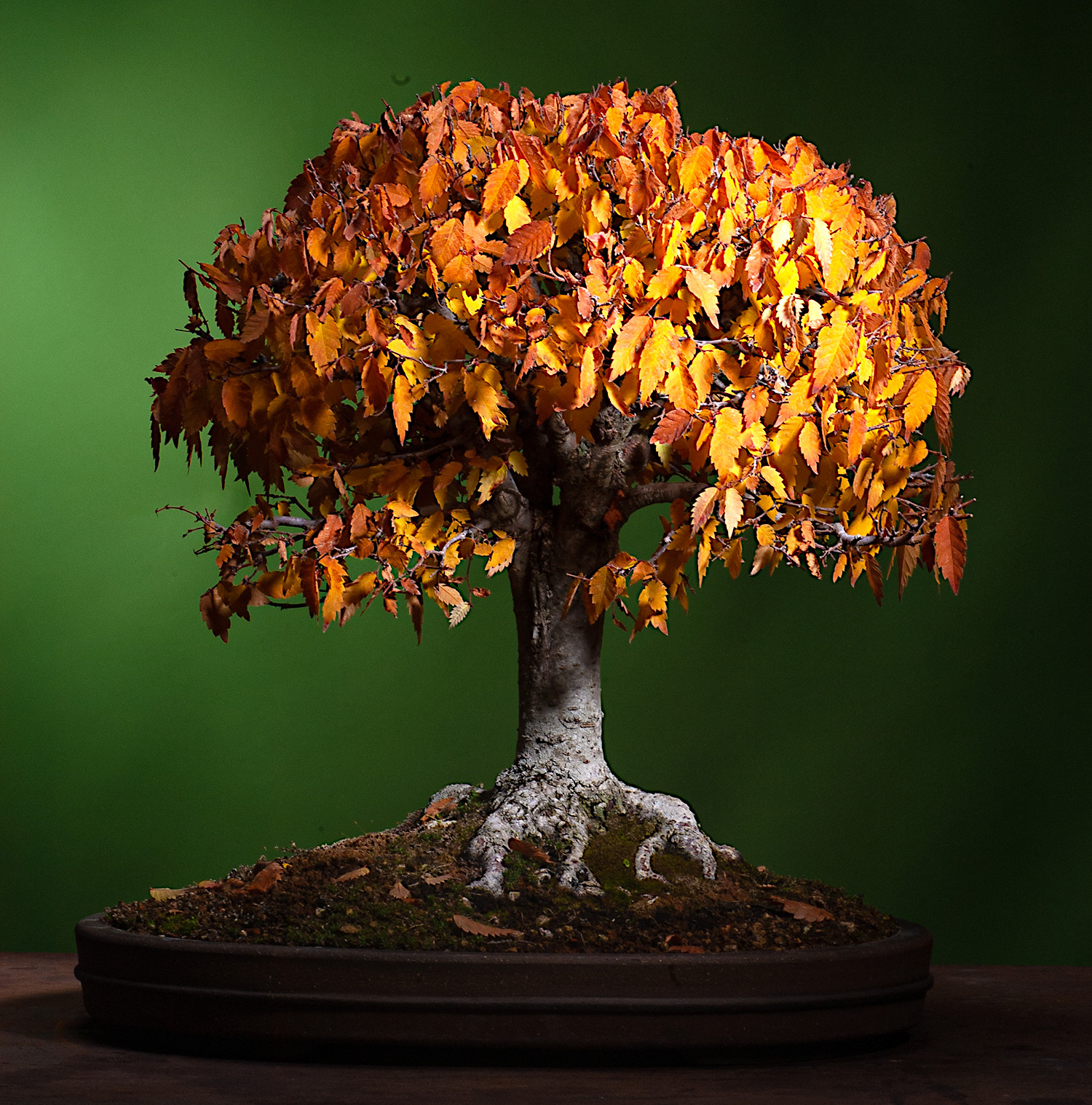 10 Japanese Grey Bark Elm (Zelkova serrata) Tree Seeds Bonsai Very FAST Growing!