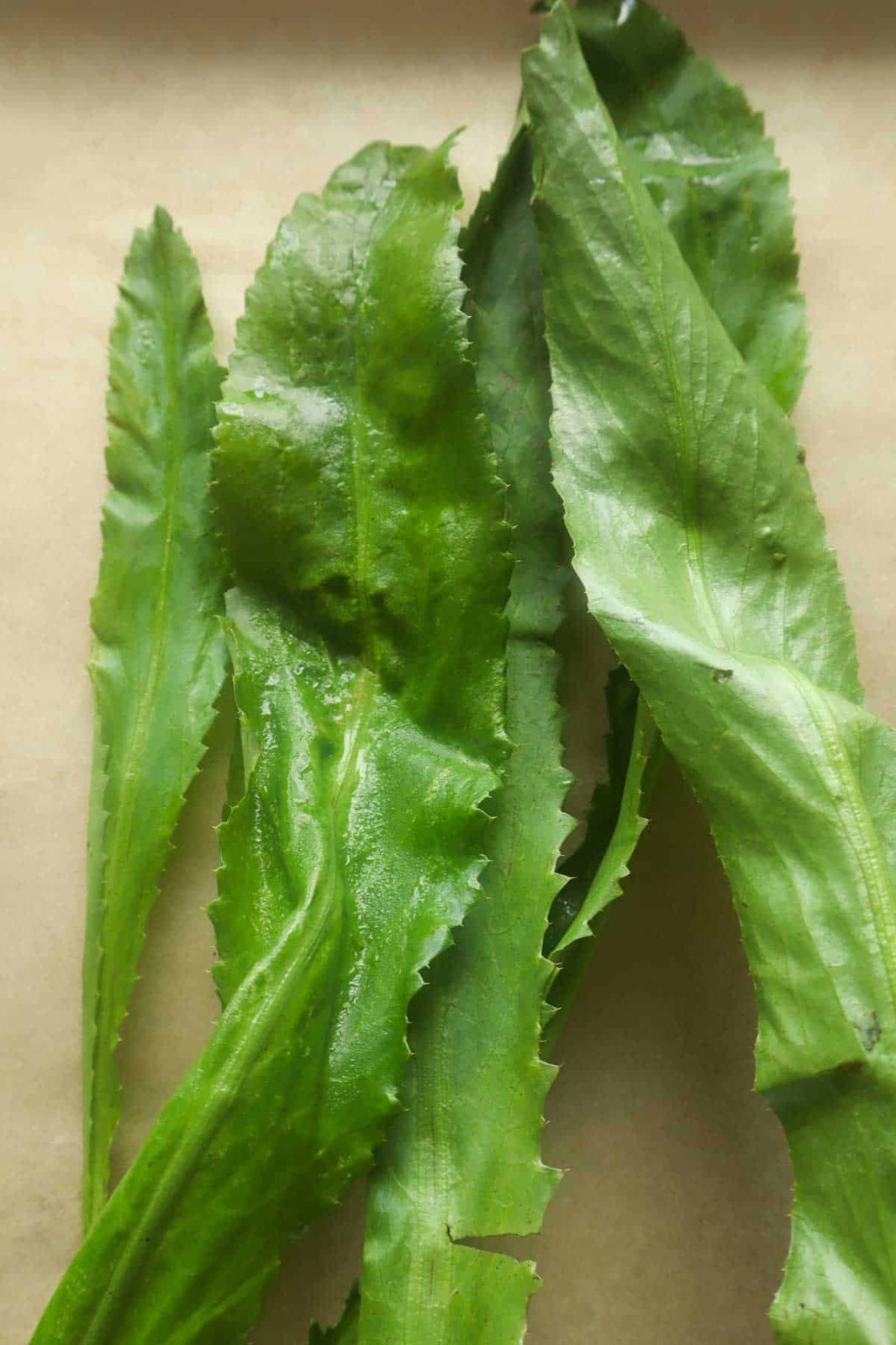 50 Puerto Rican Culantro / Recao Seeds NON GMO ORGANIC HOMEGROWN