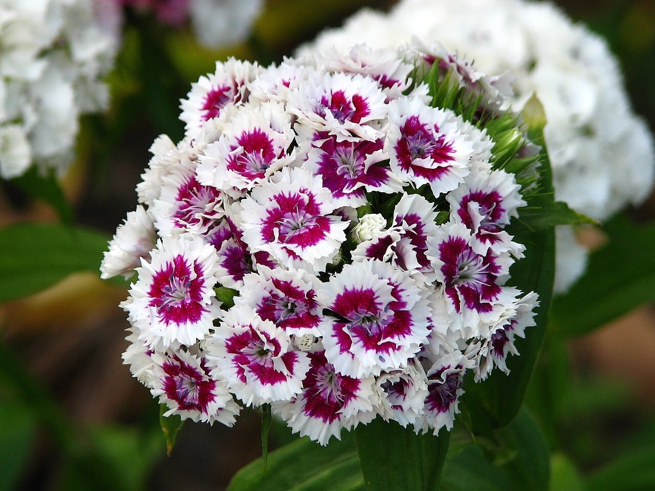 SWEET WILLIAM 20 FRESH FLOWER SEEDS FREE USA SHIPPING