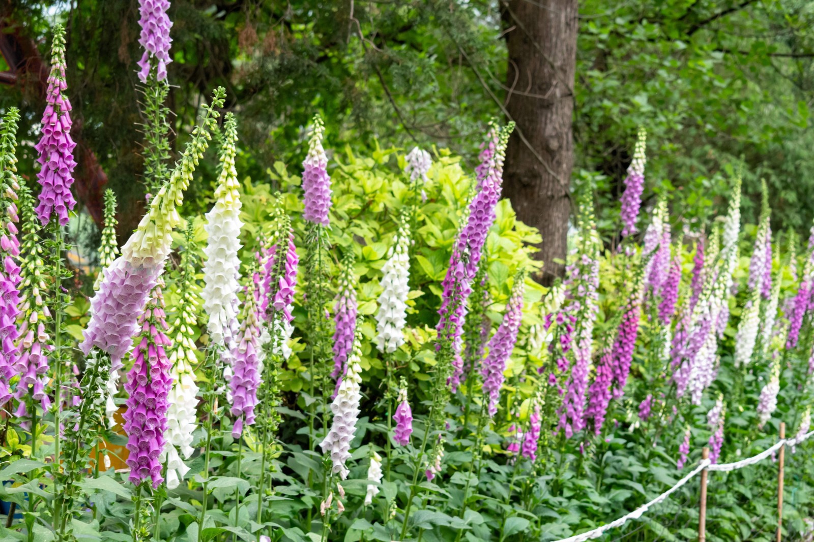 1000 FOXGLOVE EXCELSIOR MIX Digitalis Purpurea Flower Seeds *Flat S/H