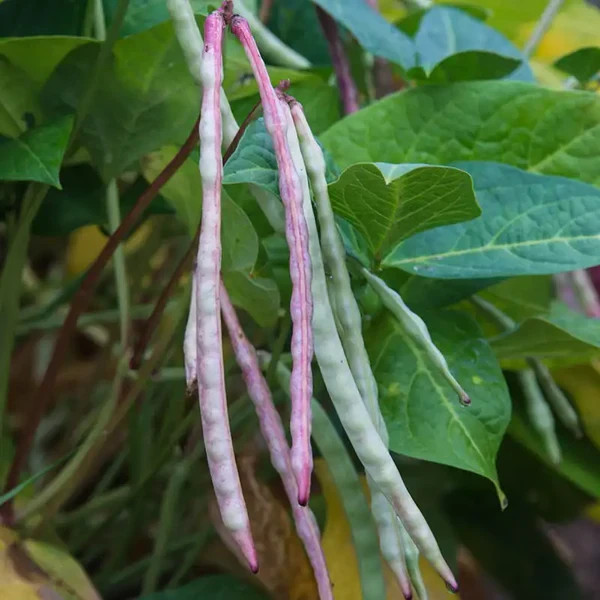 Phenomenal Cowpea Seeds (30) / RARE / VINING / HEAT TOLERANT / SUMMER / EASY