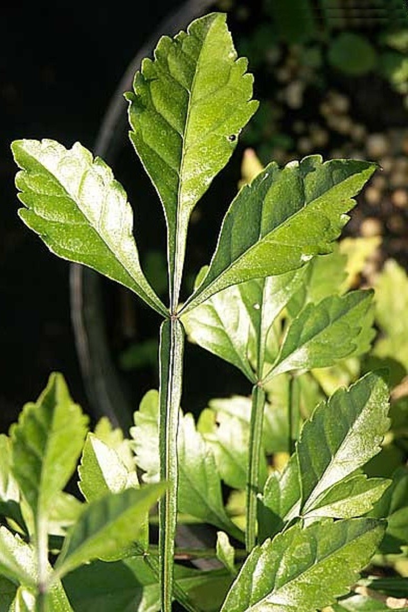 ~Guajilote~ Parmentiera Aculeata CUCUMBER FRUIT Tree Live Sml Potd Starter Plant