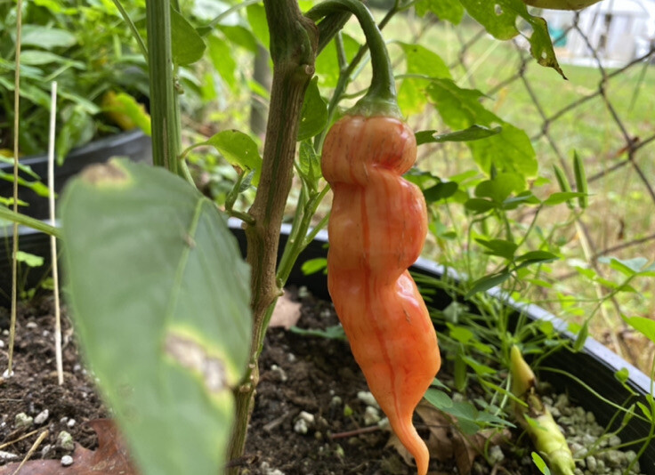 20 Hot Mix Pepper Carolina Reaper Ghost Gochu 7 Pot Scotch Bonnet +More Seeds
