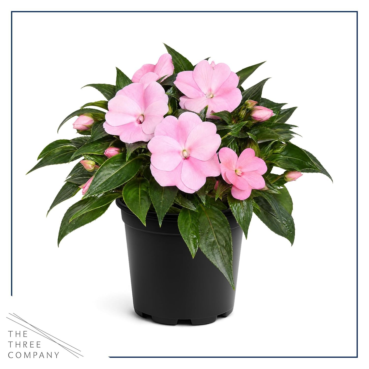 Live Flowering New Guinea Impatiens – Shades of Pink (3 Plants Per Pack) – Beaut