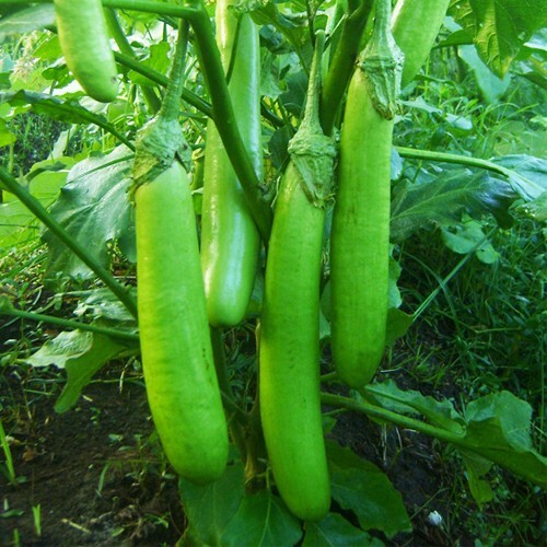 50 SEEDS ORGANIC LONG GREEN THAI FRESH SEASON SEEDS,USA
