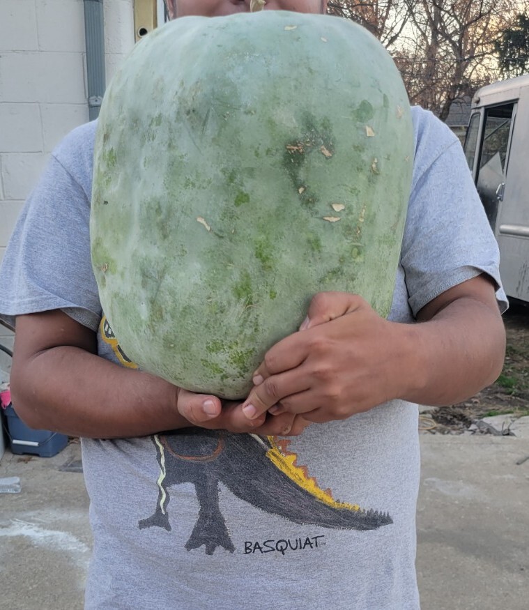 50 seeds GIANT Benincasa hispida, Wax Gourd, Ash Gourd, Winter Melon tracking