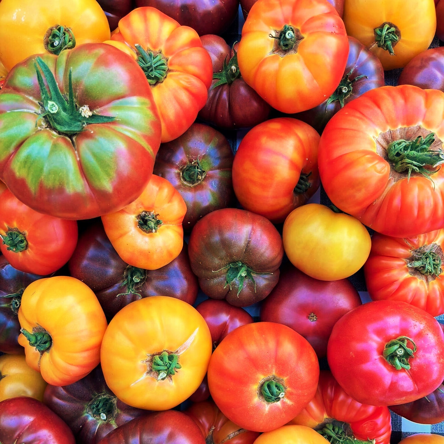 Rainbow Mix Beefsteak Tomato Seeds | Mixed Colors Tomatoes Vegetable Seed 2024