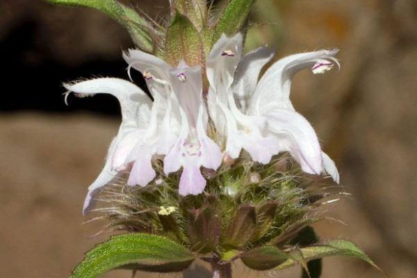 Monarda pectinata | Pony Beebalm | Miners Lettuce | Spotted Bee Balm | 10 Seeds