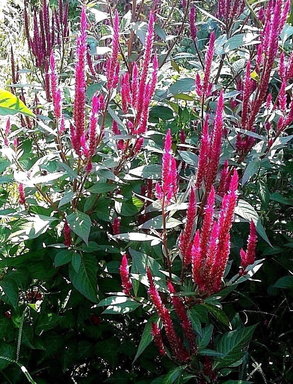 Hot Pink Candlestick Celosia 25+ Seeds – Comb S/H See our store!