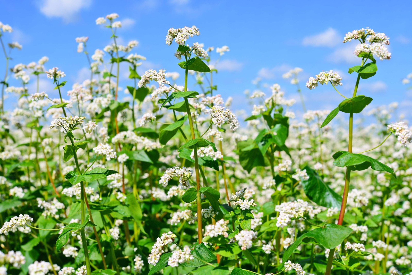 200 BUCKWHEAT Fagopyrum Esculentum Grain Cover Crop Ground Cover Flower Seeds