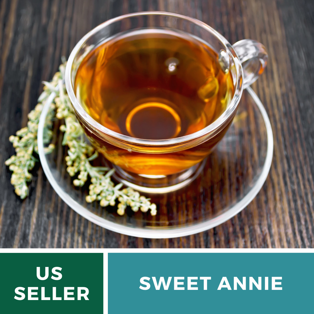 Sweet Annie – 50 Seeds – Medicinal Herb – GMO Free (Artemisia annua)