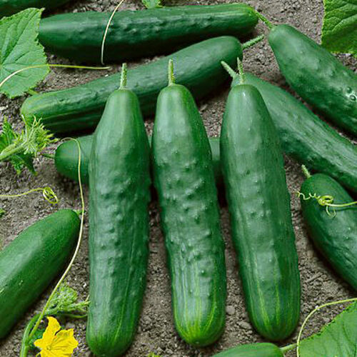 Essential Survival Kit Perfect Vegetable Garden Save Seed 5 Varieties FREE SHIP!