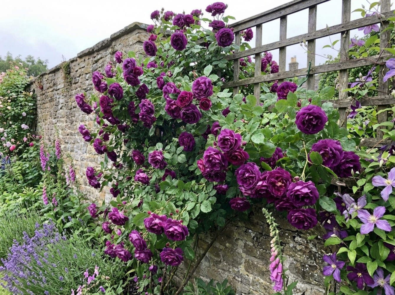 5 PURPLE CLIMBING ROSE Rosa Bush Vine Climber Fragrant Butterfly Flower Seeds