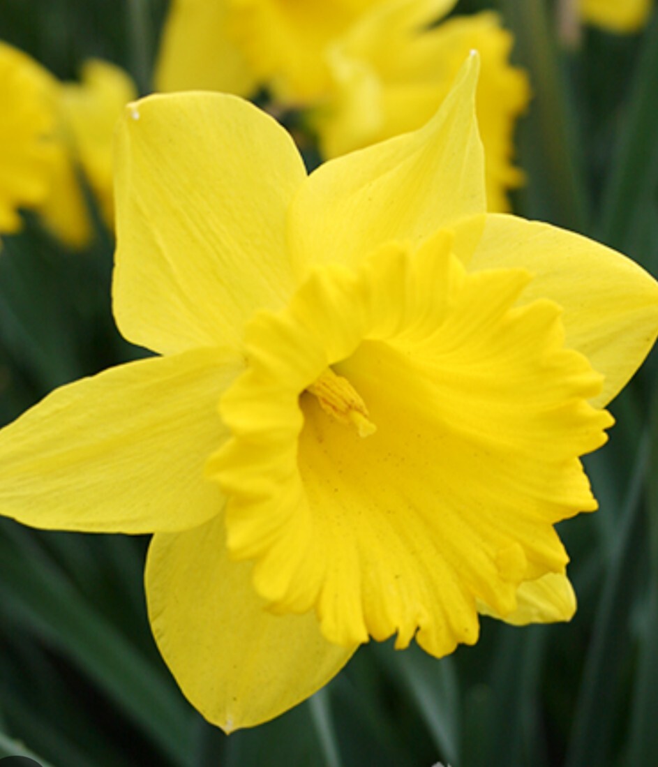 50 Mixed Daffodil Bulbs Assortment FREE SHIPPING