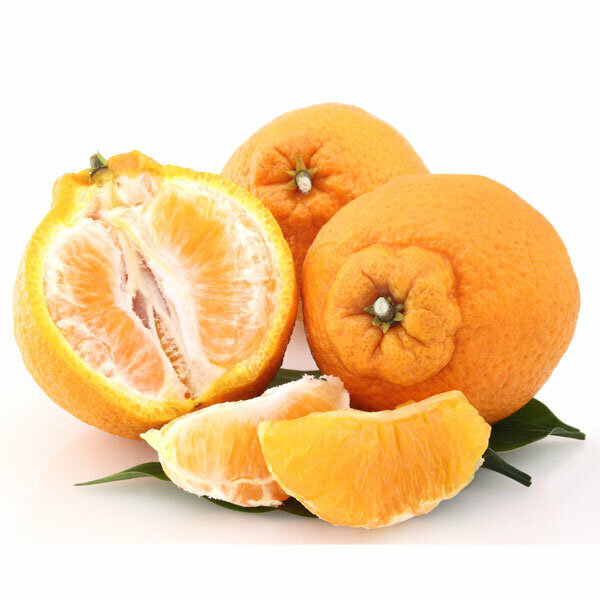Florida only!! Shiranui Mandarin Tree, Dekopon, grafted, 26 – 30 inches