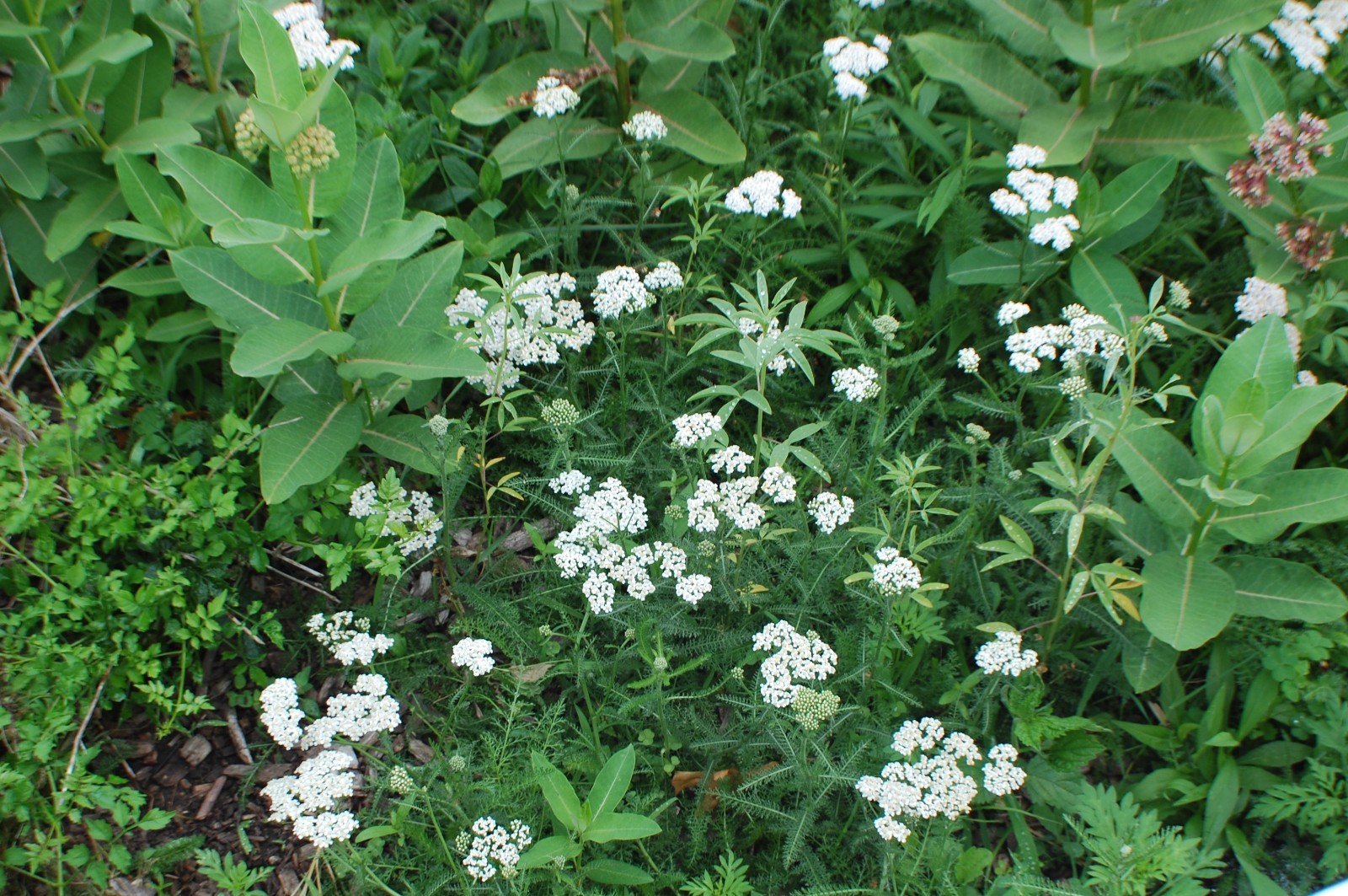 White Yarrow Seeds/1 gram +/Achillea millefolium L./Native US Plant/Medicinal