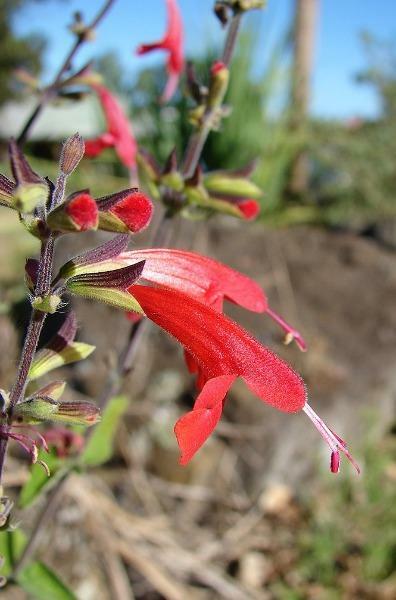 Salvia coccinea | Scarlet or Blood Sage | Hummingbird Salvia | 100 Seeds
