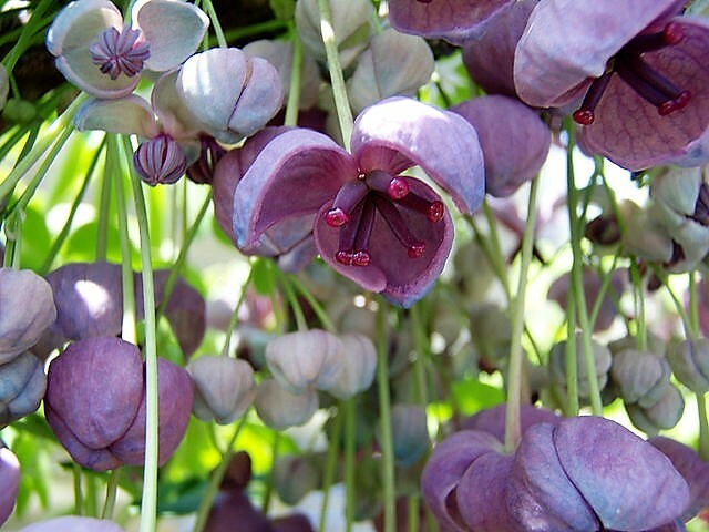 100 – 1000 Bulk CHOCOLATE VINE Edible Fruit Akebia Quinata Fragrant Flower Seeds